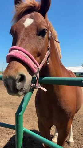 The video shows a brown horse with a white diamond marking on its forehead standing behind a green metal fence. The horse is wearing a pink halter and looks directly at the camera. The ground is dirt and there is a building in the background on a bright, sunny day with a blue sky. The camera moves slightly.