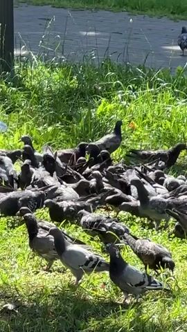 The video shows a flock of pigeons gathered on the grass near a paved area. One pigeon is in mid-flight above the group. The pigeons appear to be foraging or resting in the sunlight. The environment is green and appears to be a park or outdoor public space.