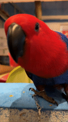 Colorful parrots and evening activities captured in Maafushi, Maldives