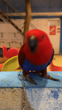 Colorful parrots and evening activities captured in Maafushi, Maldives