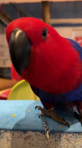 Colorful parrots and evening activities captured in Maafushi, Maldives