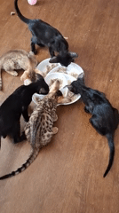 Kittens eating and playing on a wooden floor in Russia