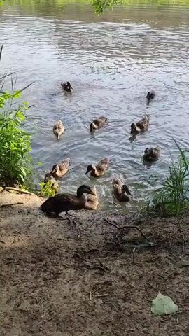 The video shows a group of ducks in and around a body of water. There are approximately ten ducks in the water, swimming and dabbling. Some are close to the shore, while others are farther out. There is also one or two ducks on the bank near some greenery, on a muddy, earthy area. The water appears calm and the sky is bright. The scene is a natural environment, likely a pond or lake, with green vegetation visible on the bank. The lighting suggests it's daytime. The overall composition is static, with the ducks moving in the water.