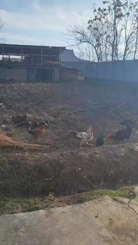 The camera pans across a group of chickens foraging in a yard. The yard is brown and littered with dry grass and twigs. A concrete path borders the yard in the foreground. In the background, a shed-like structure and a fence are visible. The sky is partly cloudy. The sun is shining.