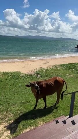 A brown cow stands on a grassy area near a sandy beach. The cow lowers its head to graze on the grass. The ocean is visible in the background, with waves breaking on the shore. The sky is blue with white clouds. A wooden railing is in the foreground.