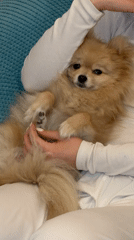 Woman holds Pomeranian dog on couch in Barcelona