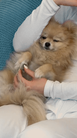 Woman holds Pomeranian dog on couch in Barcelona