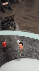 Grey cat investigates a spread of Sanrio toys on a glass table