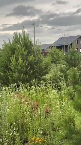 This media file shows a medium shot of a natural landscape with a village in the background. The foreground is dominated by lush green pine trees and wildflowers, with a variety of textures and colors. The pine trees are dense and appear healthy, with their needles forming a rich green canopy. Among the pines, smaller wildflowers with delicate white blooms are scattered throughout, adding a touch of contrast and visual interest.

In the middle ground, a few more pine trees are visible, interspersed with the wild vegetation. The background features a few houses with dark-colored roofs, suggesting a rural or suburban setting. These houses are partially obscured by the trees, giving a sense of depth to the scene. Overhead, power lines are strung between wooden poles, indicating the presence of infrastructure within the area. The sky is overcast with scattered clouds, suggesting a possibility of rain or a cloudy day. The overall mood of the scene is peaceful and natural, with a hint of human settlement in the distance.

There is no discernible activity or event taking place. The scene appears to be a static view of the landscape. The time of day is likely late afternoon or early evening, given the soft lighting and the overcast sky. The location cues point to "Конь, Russia," a detail that provides a geographical context for the image. There is no visible text in the media file.