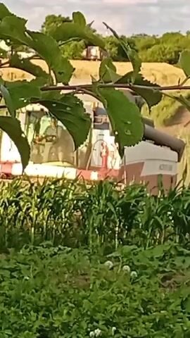 The video shows a combine harvester in a field. The combine is white and red with the text "ACROS 530" visible on its side. A person wearing a striped shirt is visible in the cab of the combine, appearing to be operating it. In the foreground, there is a row of corn stalks and other green foliage. In the background, there are trees and a cloudy sky. The combine is in motion, suggesting it is harvesting crops.