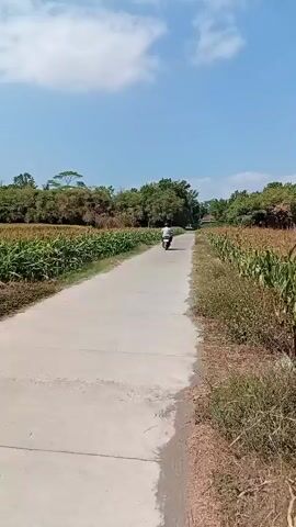 A person on a motorcycle rides down a paved road through a rural area. The road is flanked on both sides by fields of corn. Trees and a few houses are visible in the distance. The sky is blue with some scattered clouds. The video is shot from a stationary perspective, looking down the road.