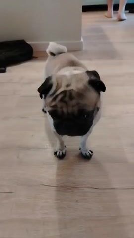 The video shows a tan pug dog standing on a light wood floor. The dog is facing the camera, and has a black muzzle, wrinkled forehead, and small floppy ears. The pug is wearing a small silver collar, and in the background, the lower legs of a person can be seen walking in the other room. In the final moments of the video, the dog sticks out its tongue. There is a black object on the floor to the left of the dog. The walls are painted a light grey.