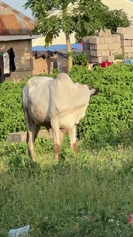 A light-colored cow stands in a grassy area, facing right. The cow's head is turned back towards the right, and it appears to be grazing on grass. In the background, there is a building with a corrugated metal roof, some construction materials stacked up, and lush green bushes. There are also some clothes hanging on a line near the building. The sun is shining, casting shadows on the ground. The video is filmed from a slightly low angle.