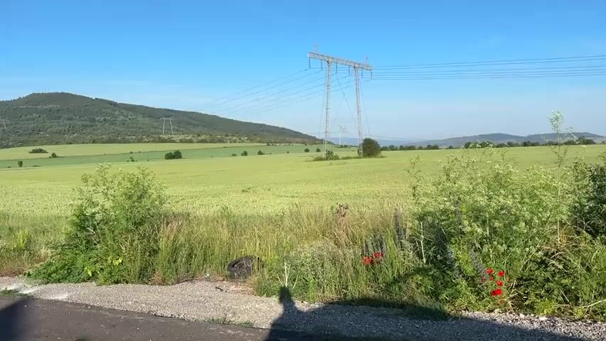 This is a video taken from a moving vehicle on a dirt road. The vehicle is traveling through a rural landscape with fields on either side. The fields appear to be planted with crops, some of which are green and others are a golden yellow, suggesting different stages of growth or different types of crops. In the background, there are rolling hills covered in vegetation, and a large hill with trees dominates the left side of the frame in the earlier shots, while a distant mountain range with snow-capped peaks is visible in the later shots. A large electricity pylon with power lines is visible in the center of the frame, spanning across the fields. Wildflowers, including poppies, are growing along the side of the road and in the fields. The sky is clear and blue, indicating fair weather. The video captures the serene and natural beauty of the countryside.