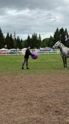 A woman in dark clothing and a cap is on a dirt and grass field, holding a large purple ball. A gray horse stands still, facing the woman, looking at the ball. The woman puts the ball on the ground and then picks it up again, extending her arms toward the horse as if offering it the ball. In the background, there are white tents, green trees, and two flags, one red, white, and blue, and the other white. The sky is cloudy.
