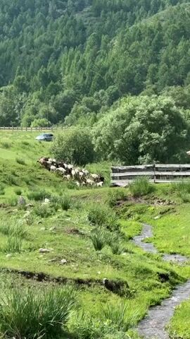 A flock of sheep moves across a grassy hillside. A dark blue car is visible on a road in the background, behind the sheep. The hillside is covered in green grass and dotted with rocks and some sparse vegetation. A cluster of trees is visible to the right of the sheep, and a denser forest covers the background. A narrow, winding stream runs through the foreground of the image. The sky is not visible.