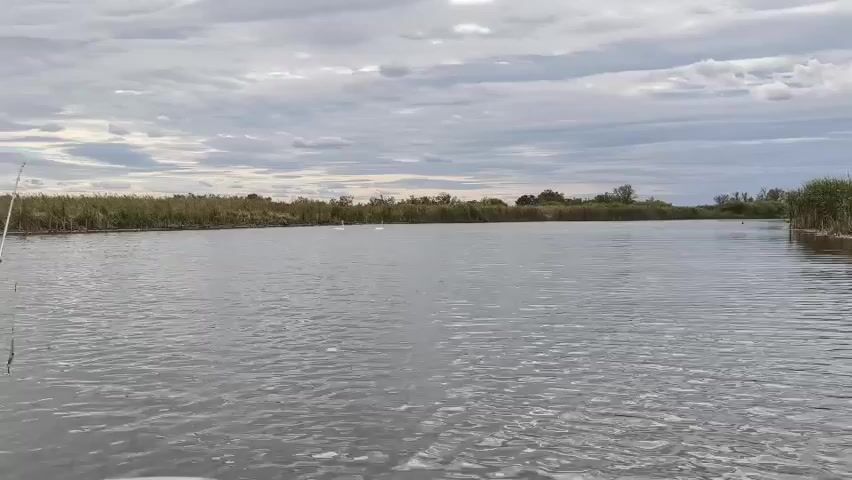Two white swans swim in a calm body of water. The swans are swimming from left to right in the frame. The water is a neutral gray color, and it is rippling slightly. The background consists of a line of reeds and grasses, with a few trees visible in the distance. The sky is overcast with gray clouds. There is a fishing lure visible in the lower left corner of the frame.