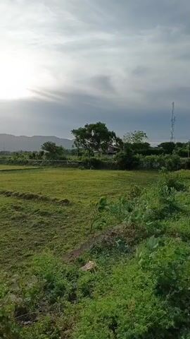 The video is a landscape video of a grassy field. The sun is visible in the sky and partially obscured by clouds. In the distance, there are mountains and trees. A cell tower is visible on the right side of the frame. The field appears to be undeveloped land. The video is shot from a slightly elevated position, looking down onto the field.