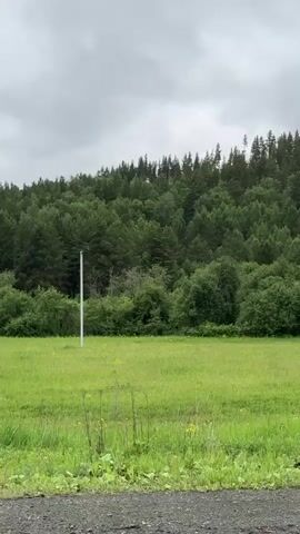 The video shows a field with a pole and a forest in the background under a cloudy sky. The camera is stationary and the scene appears to be outdoors. There are no people or animals visible in the frame.