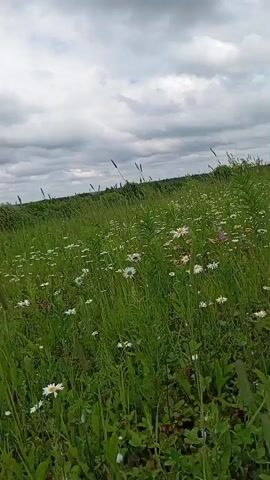 The video shows a field of green grass and white daisies with a cloudy sky in the background. The camera pans across the field, focusing on the flowers and tall grasses. In the distance, a line of trees can be seen. The overall impression is a peaceful and natural landscape.