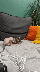 Sphynx cat plays and rests at Kazan home