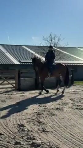 A person is riding a horse in an arena. The horse is brown and black. The person is wearing a black jacket and helmet. The arena is made of sand and is surrounded by a wooden fence. There is a building in the background with a corrugated metal roof. The sky is blue and clear. The horse is walking.