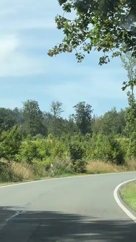 The video shows a view from inside a vehicle traveling on a paved road that curves to the right. The road has white lines marking the edges and a dashed white line in the center. On the sides of the road, there are white and black striped posts, typical road markers, and grassy areas with some wildflowers. Beyond the roadside, there are dense green trees and foliage. The sky is blue with some clouds. The camera is positioned to capture the road ahead and the surrounding natural scenery. There are no people visible in the frame, and the actions are limited to the movement of the vehicle along the road.