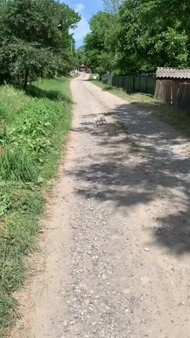 A white cat walks down a gravel path beside a grassy verge. Trees line both sides of the path, and a wooden fence is visible on the right. In the distance, a building can be seen. The sky is blue with some clouds. The video is shot from a moving perspective, following the cat.