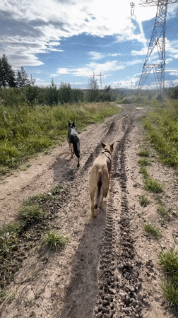 Dogs roaming and resting in a Nizhny Tagil yard on a summer day