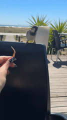 Sparrow interacts with diners at Castelldefels cafe