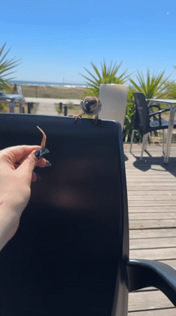Sparrow interacts with diners at Castelldefels cafe