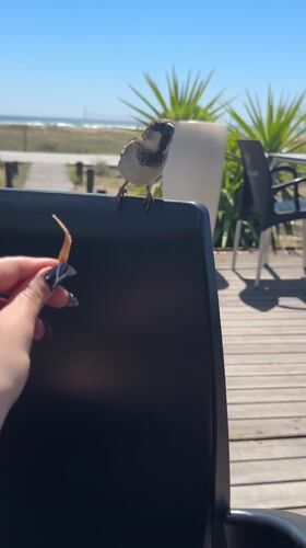 Sparrow interacts with diners at Castelldefels cafe