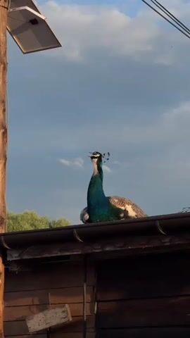 A vibrant blue and green peacock is perched on the edge of a wooden roof or shed. Its beak is slightly open, as if it is vocalizing, and a small swarm of insects flits around its head. To the left, a wooden pole with a small solar panel attached stands upright, with electrical wires running across the top of the frame. Green foliage is visible in the background, beneath a partly cloudy sky with patches of blue. The lighting suggests late afternoon or early evening, casting a warm glow on the wooden structures. The scene is set in Doganovo, Bulgaria. No text is visible in the video.
