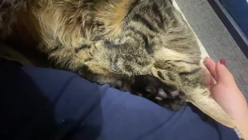 A close-up shot shows a tabby cat curled up on someone's lap. The cat's fur is a mix of brown, black, and tan stripes. One of the cat's paws is visible, with black pads. A human hand with painted nails is gently stroking the cat's back. The person is wearing a dark blue garment. The background is slightly out of focus, showing a couch with a textured gray surface. The lighting is dim, suggesting an indoor setting. The cat appears to be sleeping or resting comfortably.