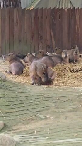A group of capybaras are resting in a pen. The pen has a wooden fence and is filled with hay. Some capybaras are lying down, while others are sitting up. One capybara in the foreground is grooming itself.