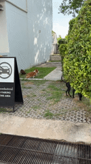 Dogs socialize on streets in Chang Phueak, Thailand