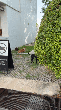 Dogs socialize on streets in Chang Phueak, Thailand