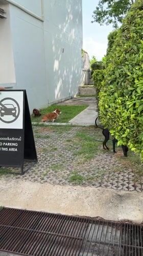 Dogs socialize on streets in Chang Phueak, Thailand