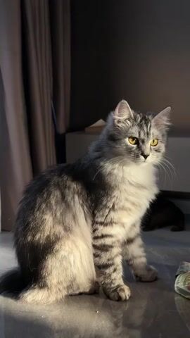 This media file features a fluffy grey and white tabby cat with striking yellow eyes, sitting elegantly on a glossy surface. The cat is bathed in warm, golden sunlight streaming from the left, casting dramatic shadows and highlighting the texture of its fur. The background is dimly lit, with a neutral-toned curtain on the left and a dark, out-of-focus area on the right, suggesting an indoor setting. A piece of furniture is visible in the mid-ground, and a glimpse of another dark-colored animal can be seen in the far background, partially obscured. The lighting creates a serene and slightly mysterious atmosphere. The time of day appears to be late afternoon or early evening, given the low angle of the sunlight. The location is Tunari, Romania. There is no visible text in the media file.
