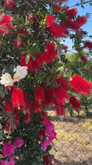 Family enjoys morning stroll past blooming gardens in Aprilia