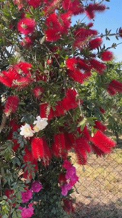 Family enjoys morning stroll past blooming gardens in Aprilia