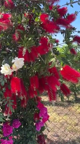 Family enjoys morning stroll past blooming gardens in Aprilia
