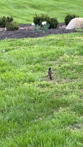 The video shows a robin standing on a grassy lawn in a yard. The bird is facing away from the camera at first, then turns to face the camera. There is a flower bed with white flowers behind the bird. There are also bushes and a rock in the background. The lawn has some dandelions growing in it.