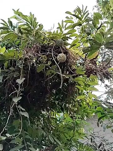 The video shows a dense cluster of green foliage and branches, likely a tree or a large bush. There are several fruits hanging from the branches, appearing to be custard apples due to their segmented, scaly appearance. Some of the fruits are in various stages of ripeness. Intertwined with the branches are dried, stringy vines that form a messy, nest-like structure. A hand with a pointed finger briefly enters the frame from the lower left, seemingly gesturing towards the fruits or the nest. The background suggests an outdoor setting with a hint of a building with a brick wall visible. The lighting is natural, indicating daytime. The overall impression is of a natural, overgrown environment with fruit-bearing plants.