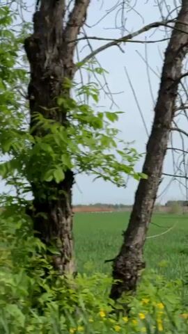 The video presents a view of a green field under a grey, overcast sky, likely taken from a moving vehicle. The camera pans slightly, revealing the edge of the field bordered by trees and shrubs on the right side of the frame. Some bare branches of a tree are visible in the upper-left corner, creating a partial frame. In the background, a distant border or barrier of trees and structures is visible across the field. The overall impression is that of a rural landscape viewed from a moving perspective.