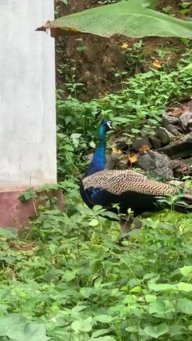 A peacock stands near a white wall next to a lush patch of green plants. The peacock is facing toward the wall and slowly turns to walk behind it. The background includes a rocky area with more vegetation, and a banana leaf hangs overhead. The setting seems to be a garden or natural area, with the wall as a man-made addition.