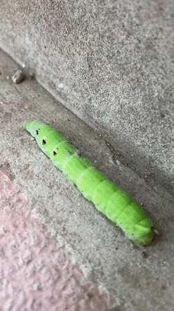 Green caterpillar crawls across brick ledge in Cahul