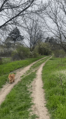 Dog spotted walking through rural Bulgarian countryside near Razgrad