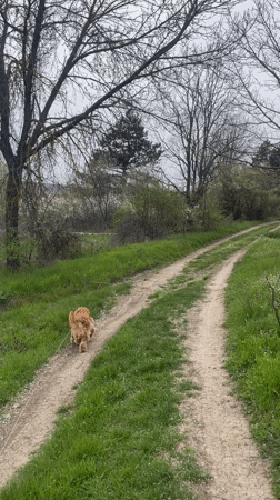 Dog spotted walking through rural Bulgarian countryside near Razgrad