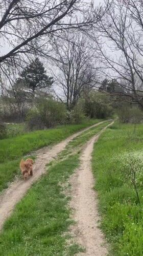 Dog spotted walking through rural Bulgarian countryside near Razgrad